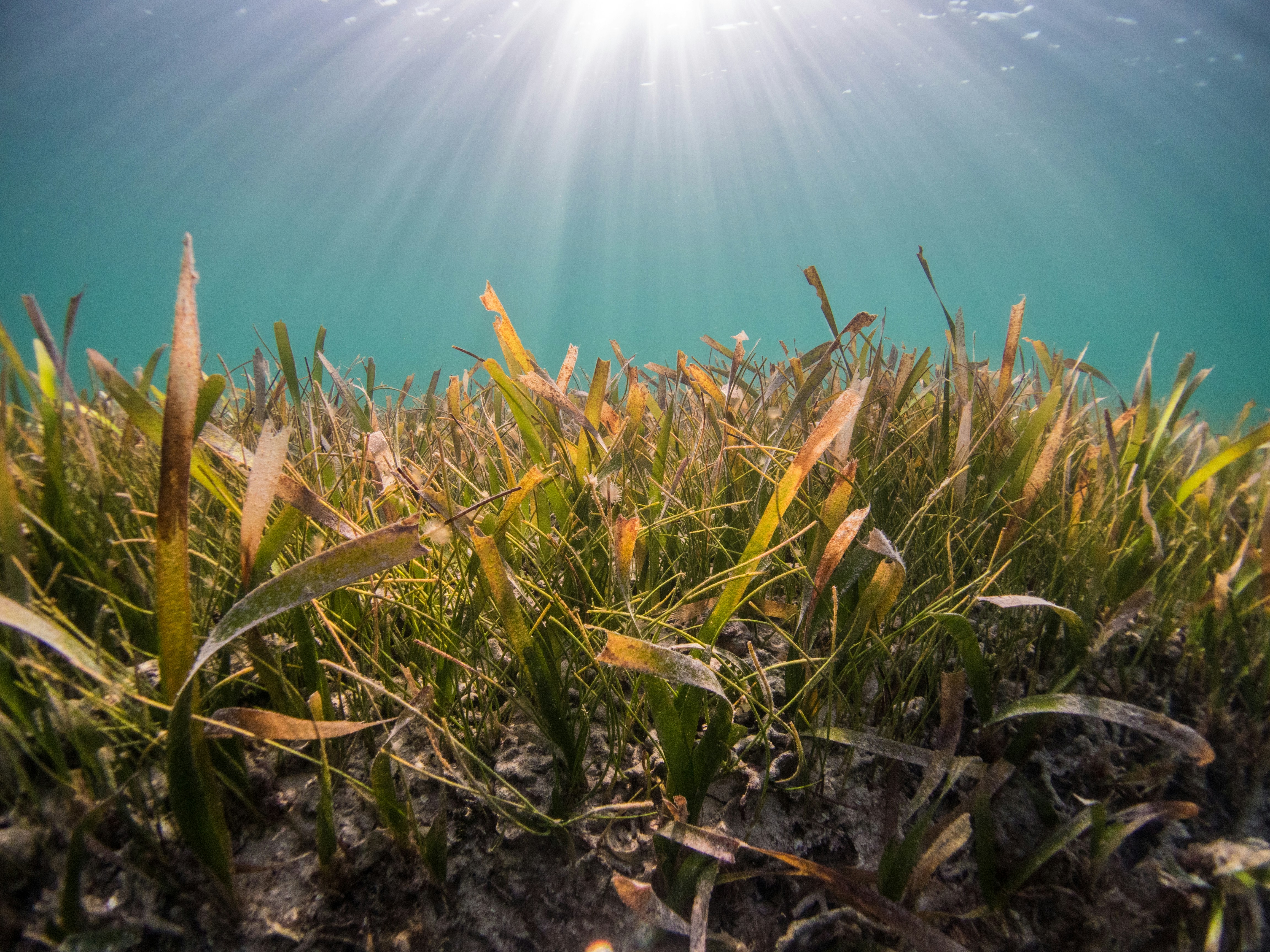 Seagrass Protection